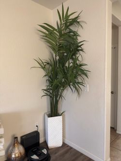 Large Indoor Palm Plant in White Planter