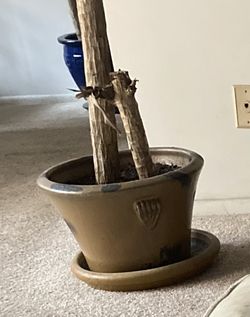 Large Plant Pot