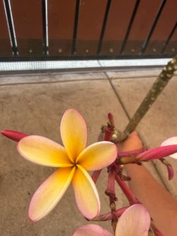 Cutting plumeria