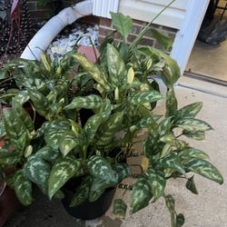 Indoor Plants All Reasonable And 