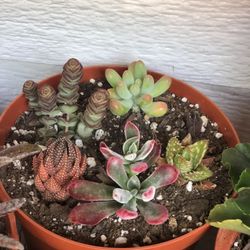 Succulents 