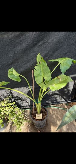 Planta grande de alcatraz