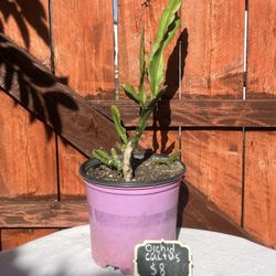 Orchid Cactus