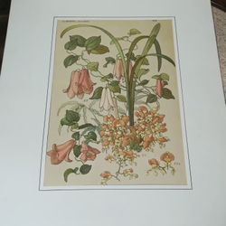 Antique 1800s Les Orchidees by Henry Lambert Authenticed a Veriable Gravure Ancienne by J.C. Martinez READ