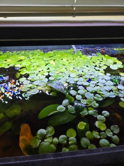 Aquarium Floating Plant