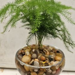 Asparagus Fern ( Asparagus setaceus ) Bonsai Tree,  Outdoor and Indoor plant
