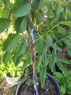 Grafted atemoya  2 in 1