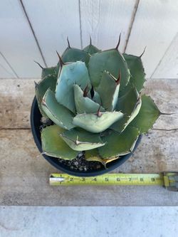 Agave parryi var. truncata