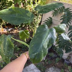 Philodendron Jose Buono