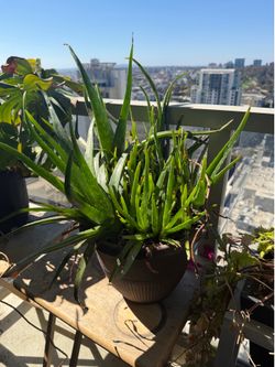 2 Large Aloe Plants