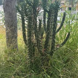 Cactus. It’s About 3 Feet Tall