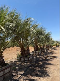 Blue Mexican Fan palms