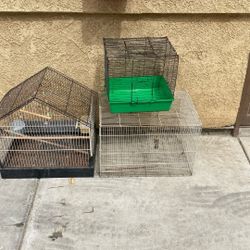 Bird,parrot,hamster
