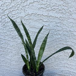 Snake Plant 