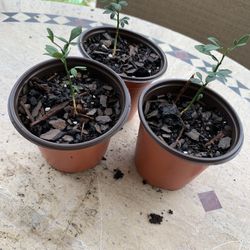 3 Small Individual Miniature Flying Dragon Tree, Unique W/ Small Curved Thorns That Look Like Dragon Claws