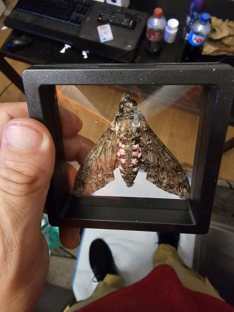 Pink Spotted Hawk Moth Specimen Framed