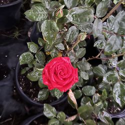 Rose bushes 15$ each