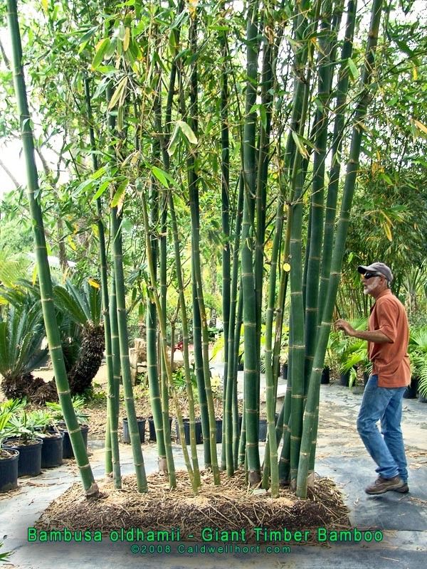 Giant Clumping Timber Bamboo ~ Bambusa oldhamii