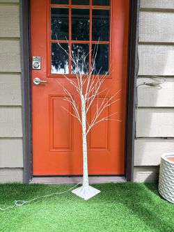 Birch tree
