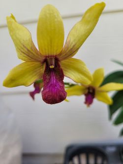Orchids