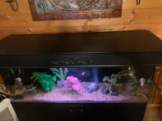 100 gallon Aquarium setups