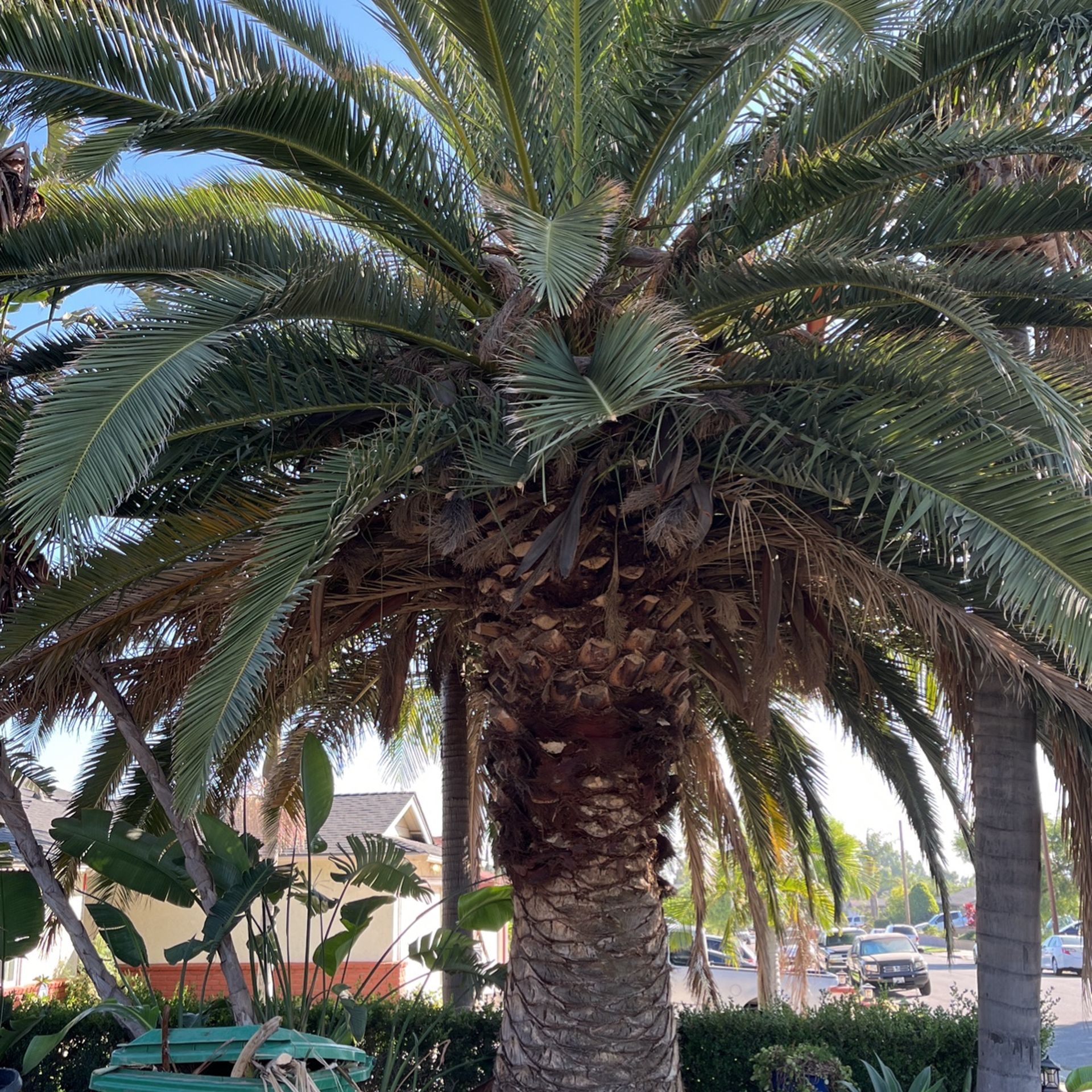 Pineapple Palm Tree