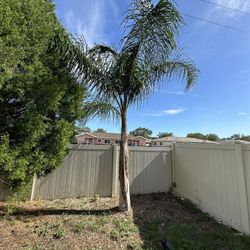 Queen Palm Tree (pick Up Only) OBO