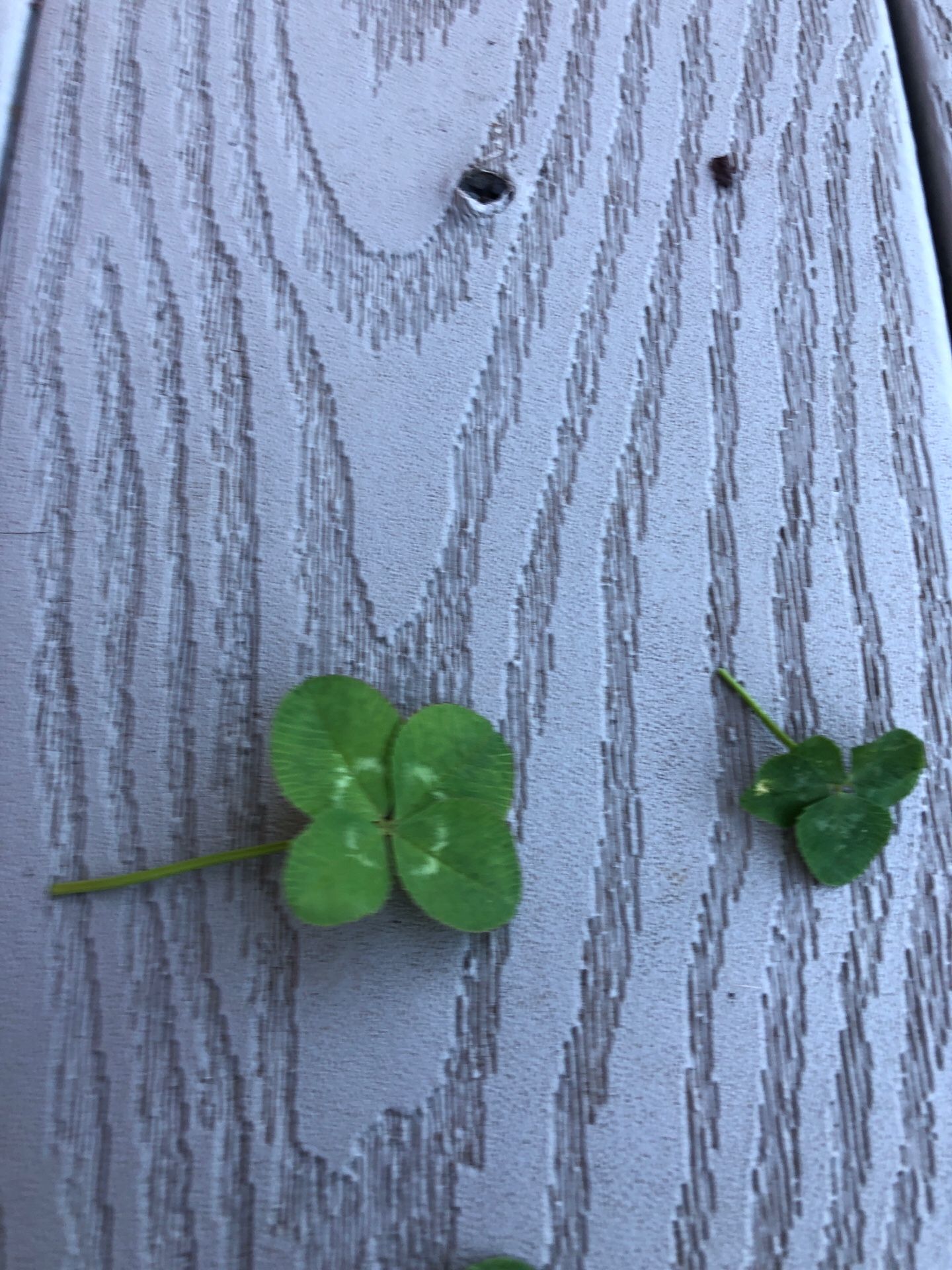 Seven Leaf Clover and 4 leaf