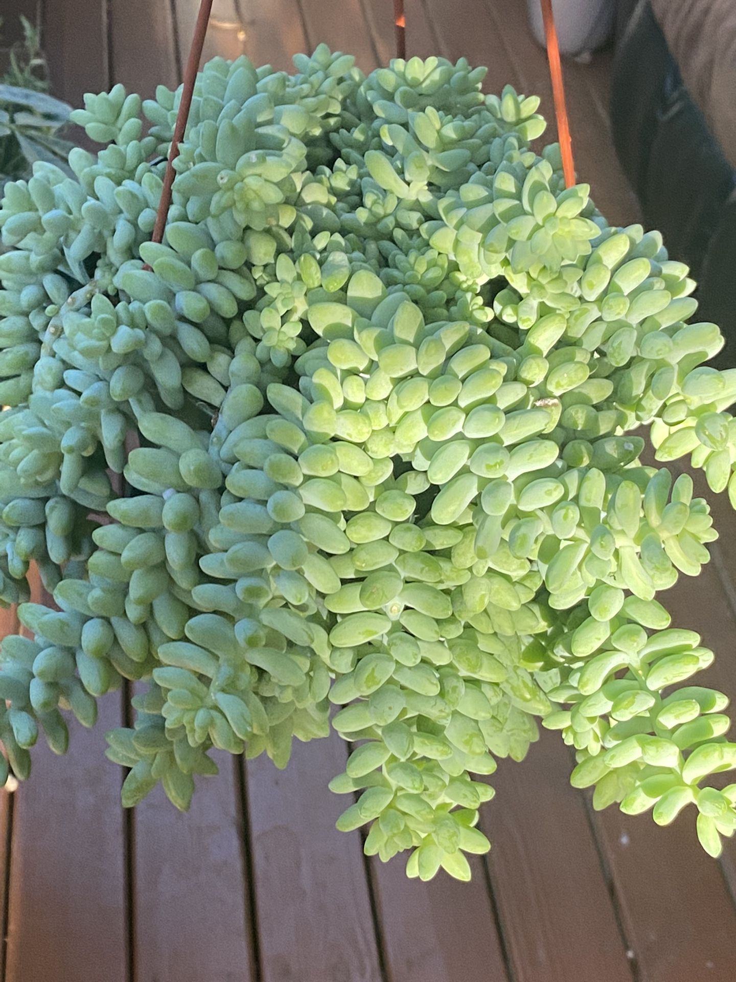 Donkey Tall Succulent In 6” Pot