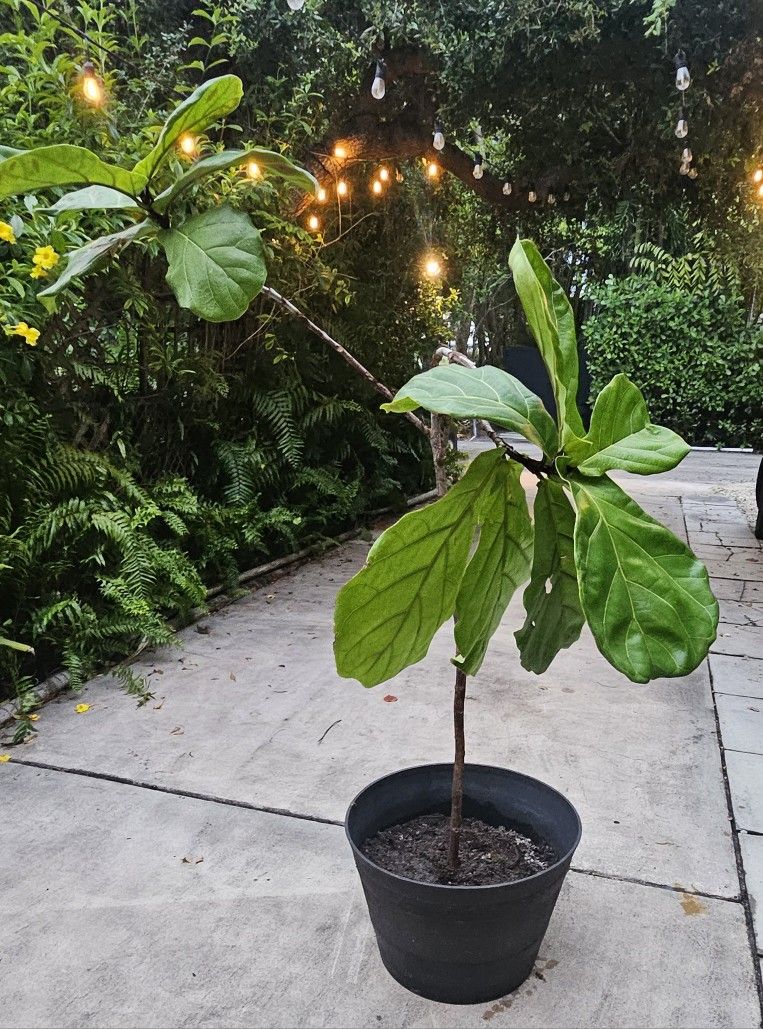 Fun Healthy Fiddle Fig Tree 6 Ft