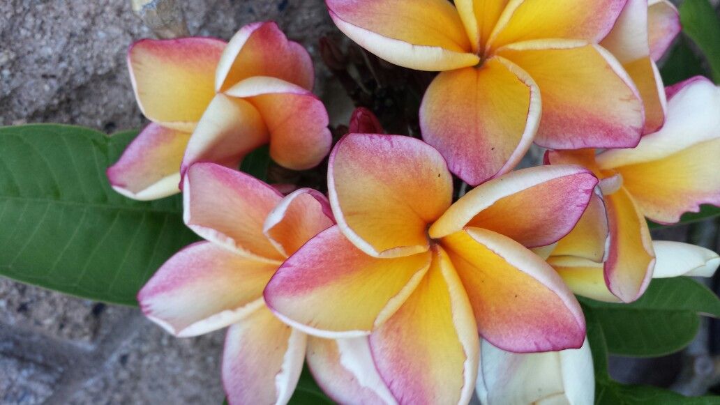 Blooming Plumeria Plumerias for Sale in Chula Vista, CA OfferUp