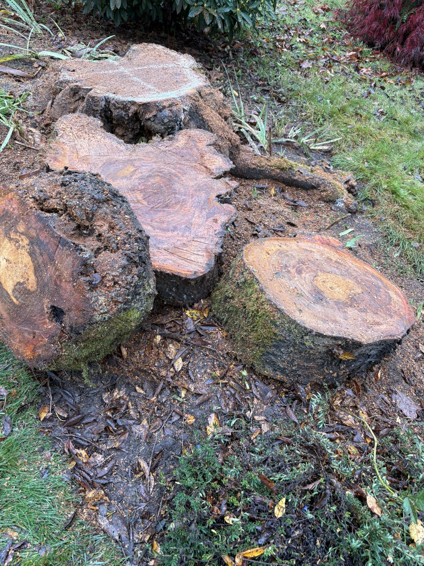 Large Tree Rounds & Logs-FREE