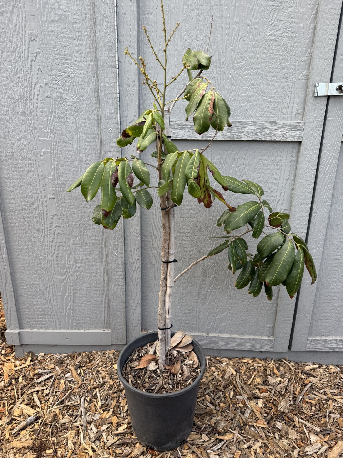 Cheap ugly Longan Trees