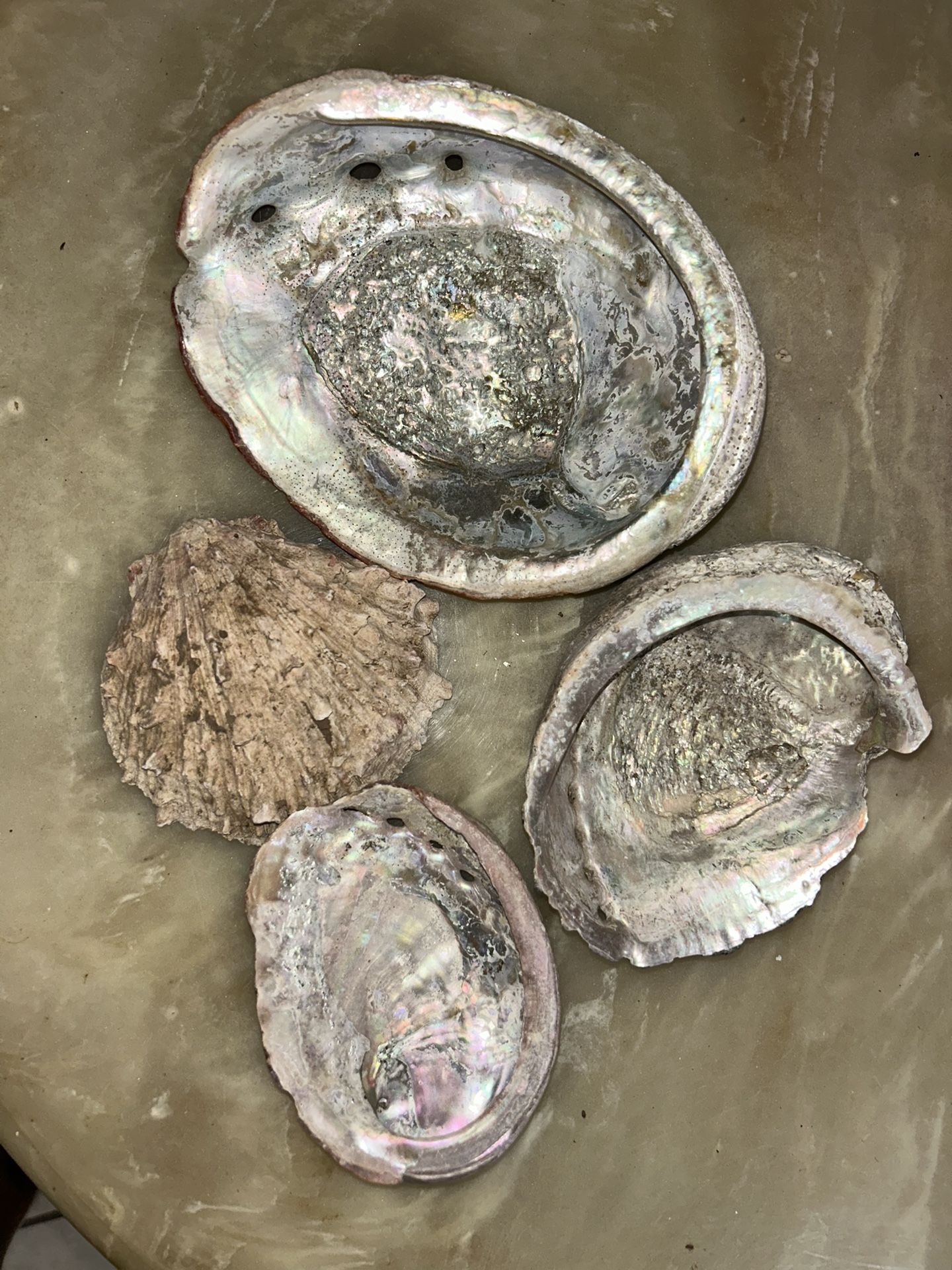 Abalone Sea Shells 