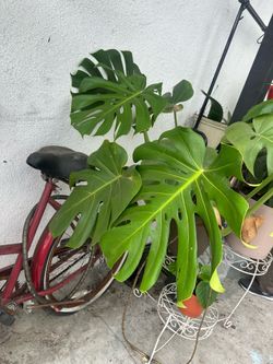 Monstera