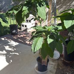 Brugmansia “Angel Trumpet Plant “