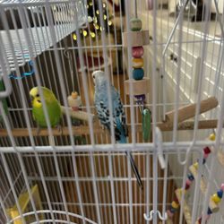 Two Parakeets In Large Cage