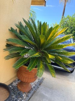 Palm