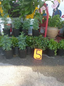 Plantas