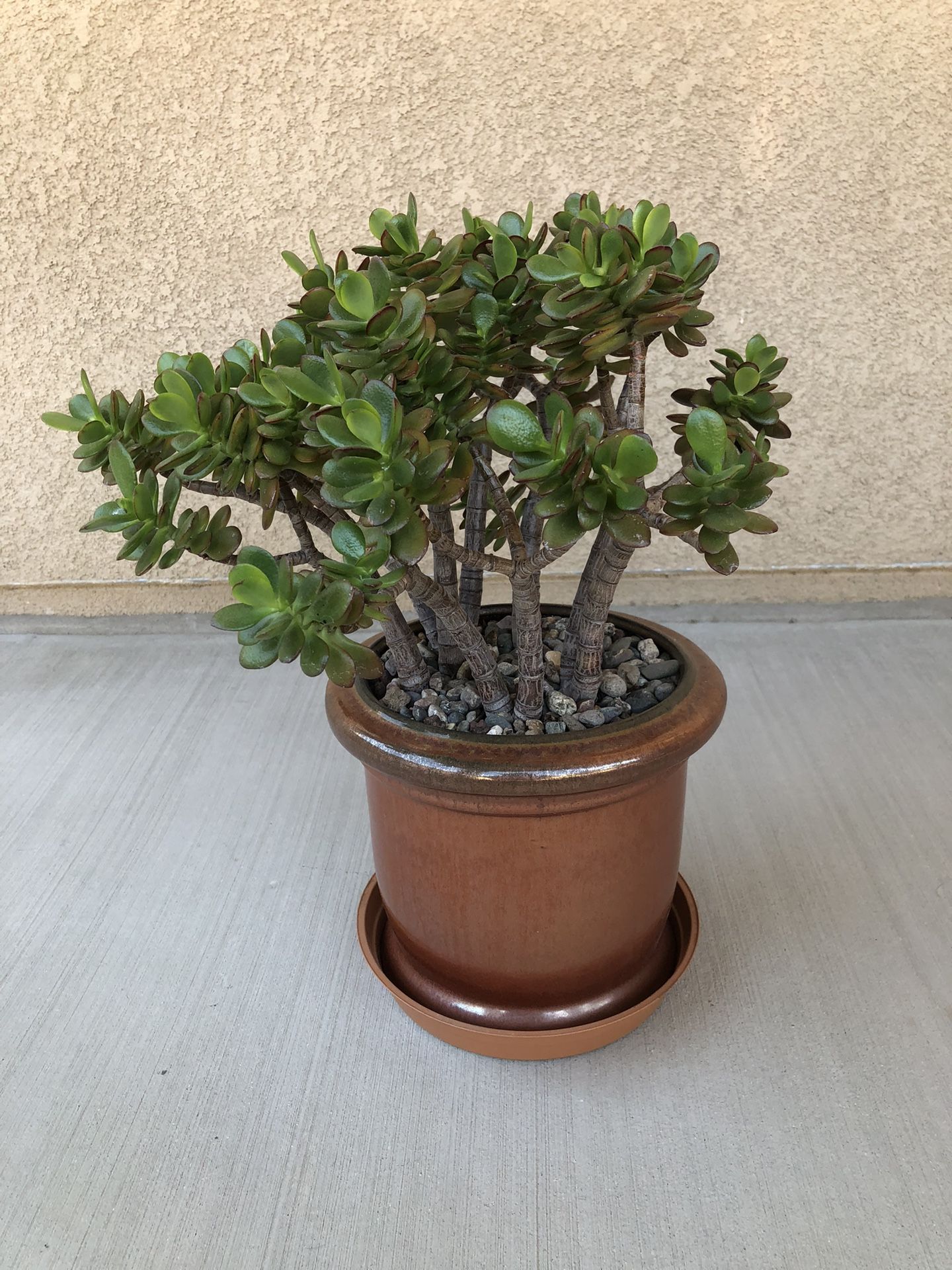 Jade Plant in Ceramic Pot