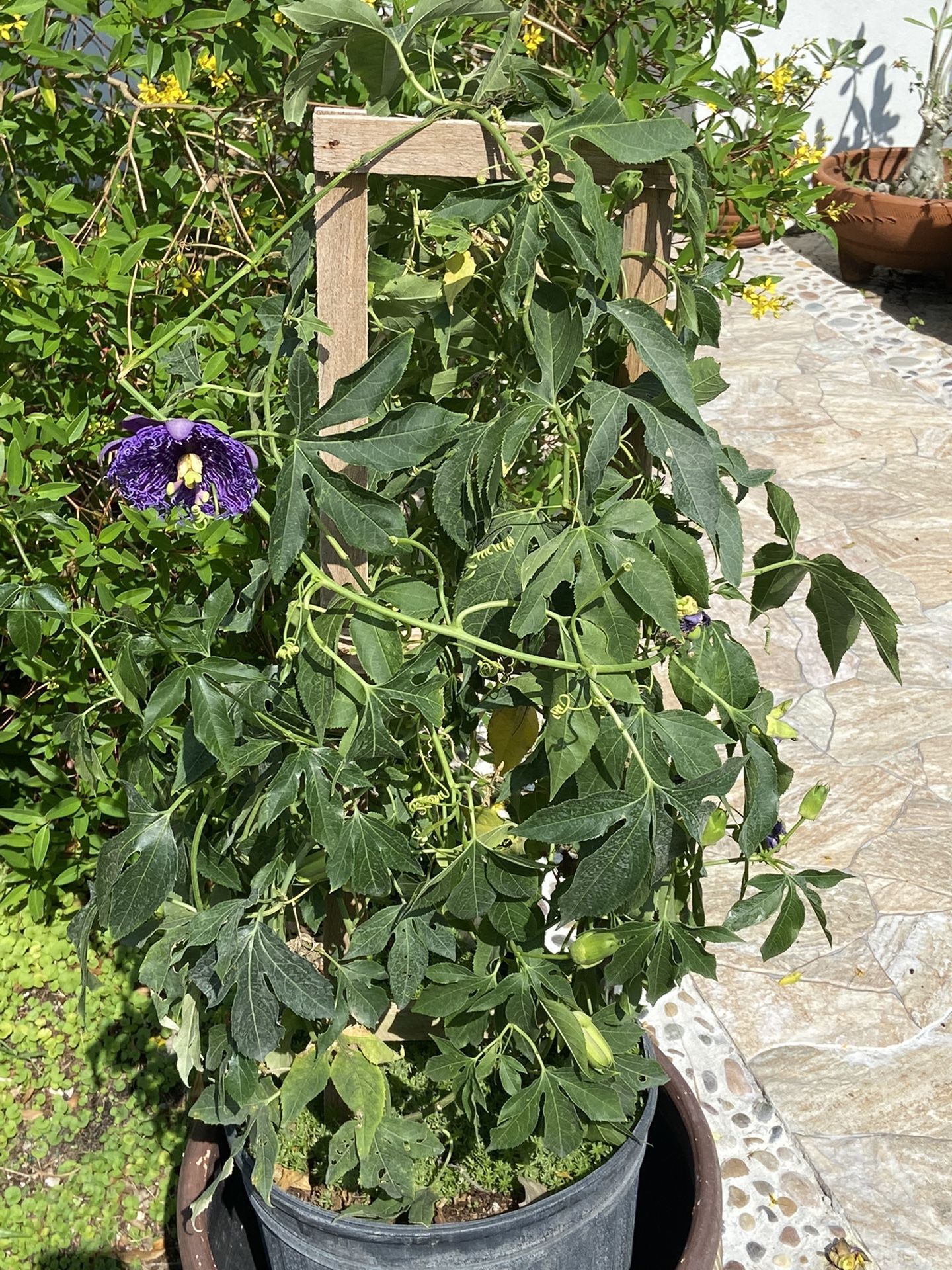 Passiflora Incarnata