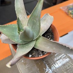 GHOST. AGAVE. SUCCULENT 