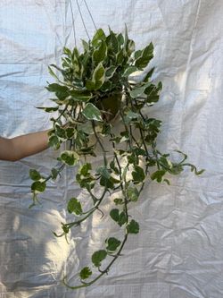 6” enjoy pothos