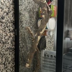 Bearded Dragon Kit