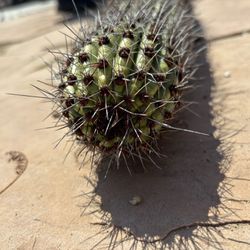 Stenocereus Thurberi Organ Pipe Cactus Pitaya