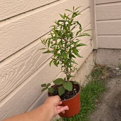 $4 Pomegranate Plant