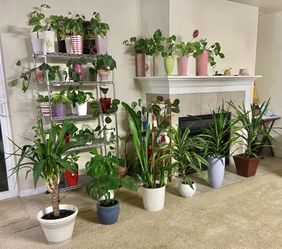 Indoor Plants Sale 15% OFF