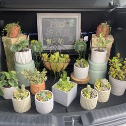 Plants For Sale