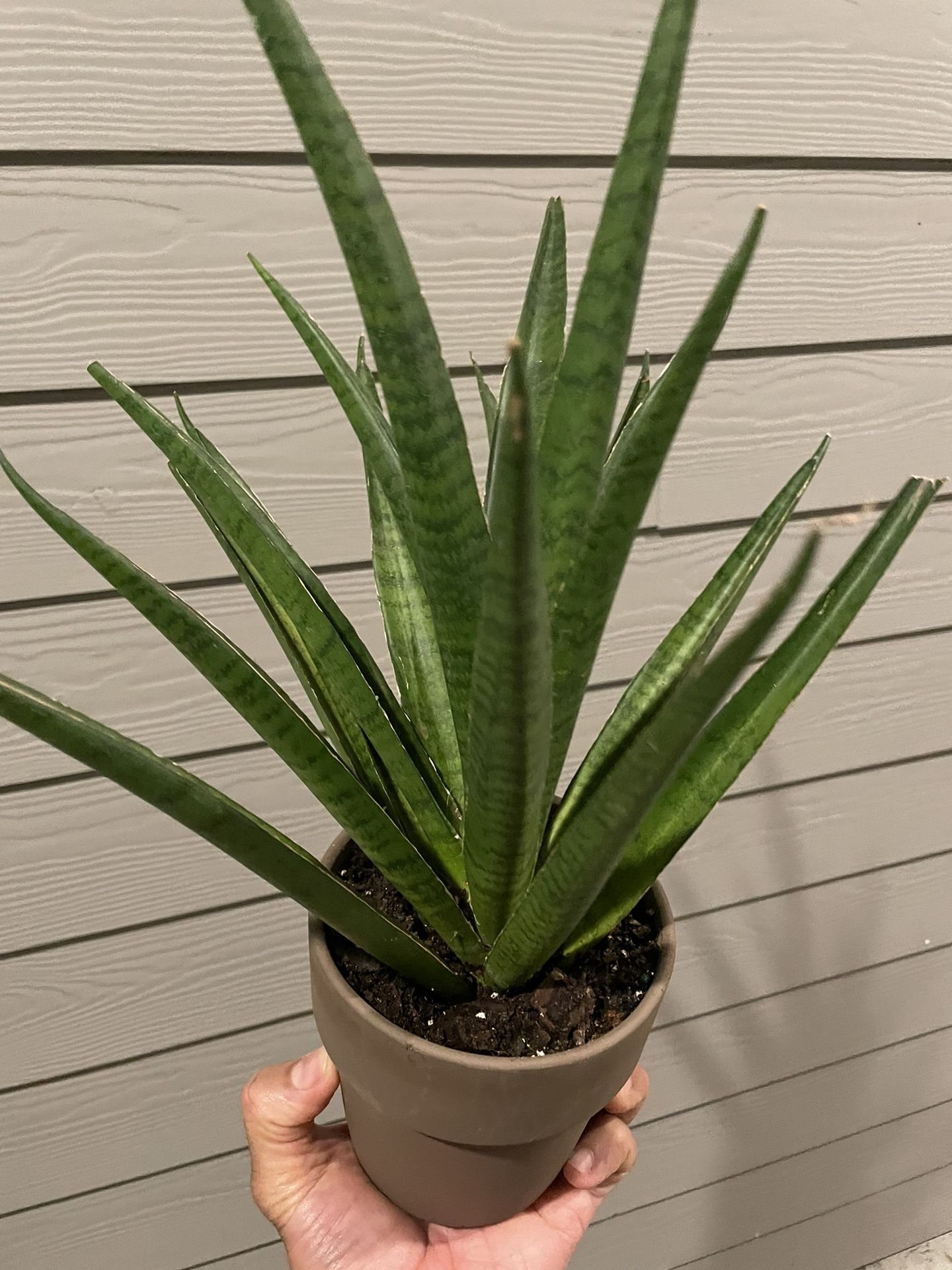 $25 | Rare | Sansevieria ‘Gabriella’ | Snake Plant | Air Purifyer
