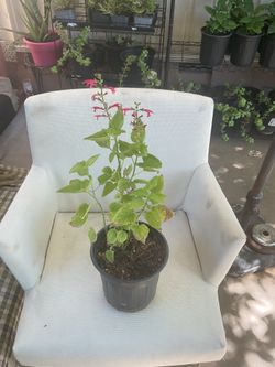 Scarlet sage salvia plants